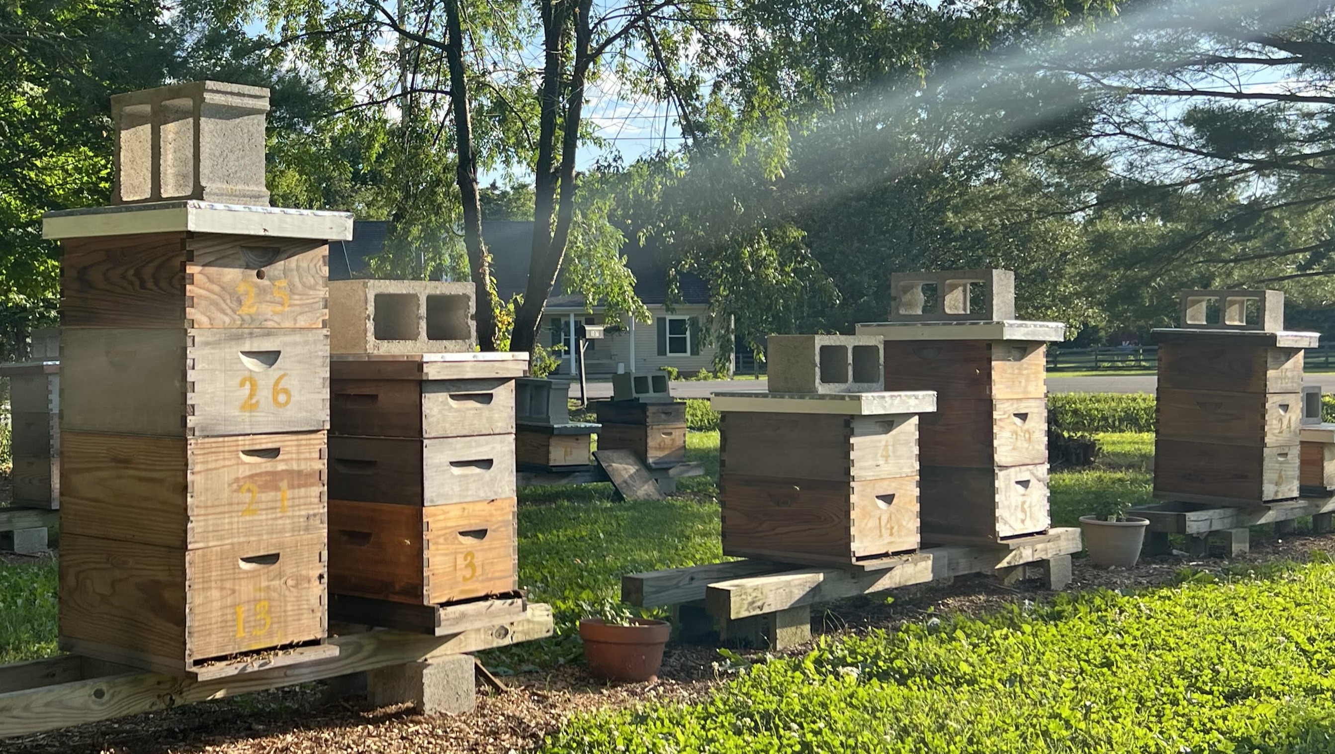 Beehives in a field